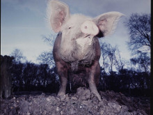 Some Animals [Algunos Animales]